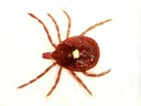 Lone Star Tick female - Tx Dept State Health Services