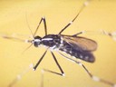 Asian Tiger Mosquito - Tx Dept State Health Services