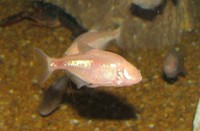 Blind Cavefish Blind Cavefish