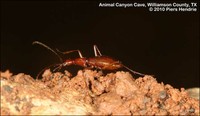 Cave Ground Beetle