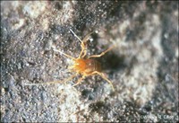 Cave Mold Beetle