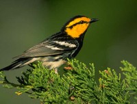 Golden Cheeked Warbler