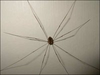 Harvestman Spider