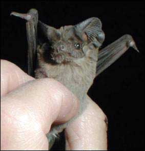 Mexican Free-tailed Bat