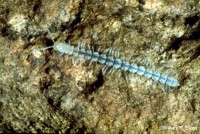 Millipede Millipede