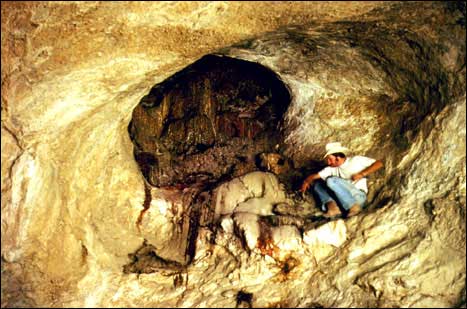 Background For Teachers Life In A Cave Part 1 Texas Parks Wildlife Department