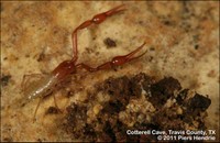 Tooth Cave Pseudoscorpion