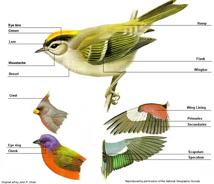 Labelled parts of a bird