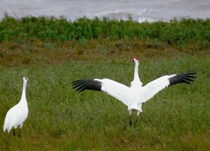 whooping cranes