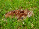 Picture of a whitetail deer fawn