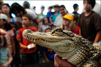 American Alligator