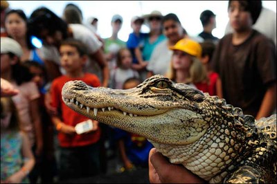 Alligator — Texas Parks & Wildlife Department