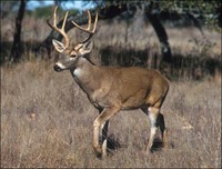 Buck White-tailed Deer