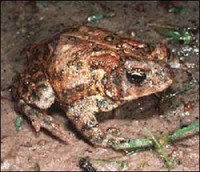 Houston Toad - 2