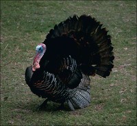 Eastern Wild Turkey