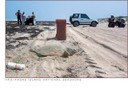 Kemp's Ridley Sea Turtle - 2