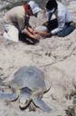 Sea Turtle's Eggs