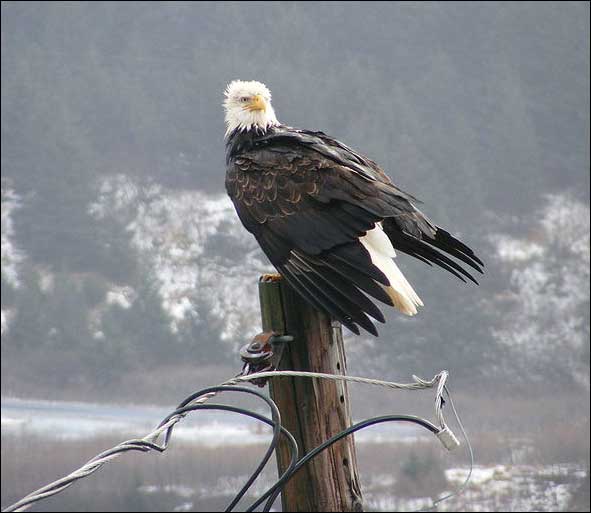 Bald Eagle - Kodiak, Alaska