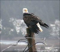 Bald Eagle - Kodiak, Alaska