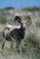 Bighorn Sheep