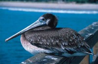 Brown Pelican