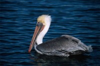 Brown Pelican-2