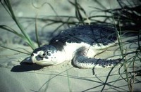 Kemp's Ridley Sea Turtle