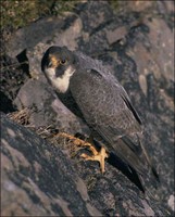 Peregrine Falcon Peregrine Falcon