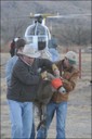 Transporting Ewe