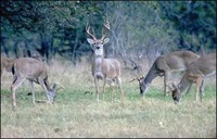 White-tailed Deer