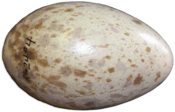 Whooping Crane Egg