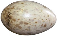 Whooping Crane Egg