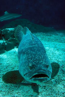 gordon grouper large