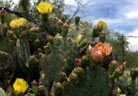 Cactus in Bloom