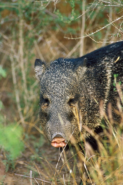 Javelina