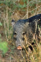 Javelina