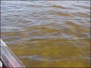Golden Algae Bloom