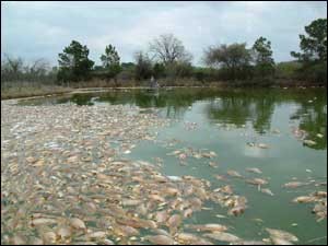 Jackson Bend Fish Kill