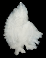 Otolith Otolith