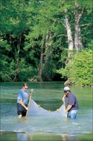 Scientists Seining Fish Samples