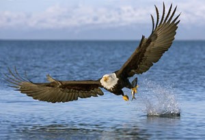 Bald Eagle