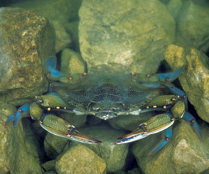 Blue Crab