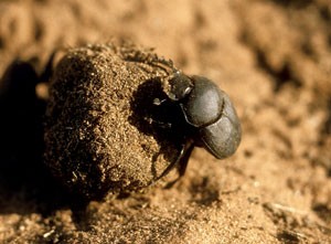 Dung Beatle