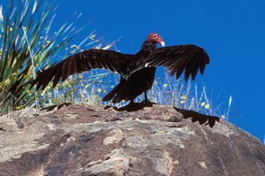 Turkey Vulture