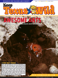Cover Ants - June 2011