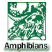 Amphibians