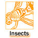 Insects