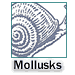 Mollusks