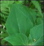 Green Leaf Green Leaf