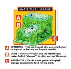 Anatomy of a Leaf